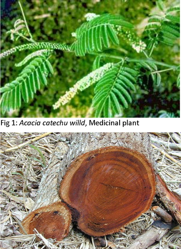 Unveiling the Wonders of Acacia Catechu: Pharmacognosy, Uses, and Health Benefits