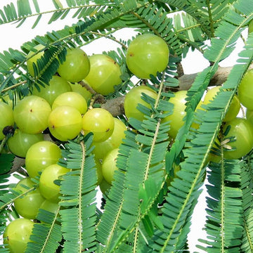 Exploring Amla through the Lens of Pharmacognosy: Unraveling the Medicinal Potential of the Indian Gooseberry