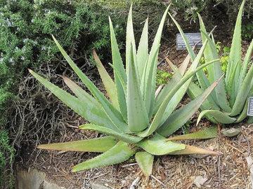 Aloevera Unveiled: Exploring Its Pharmacognosy, Uses, and Benefits